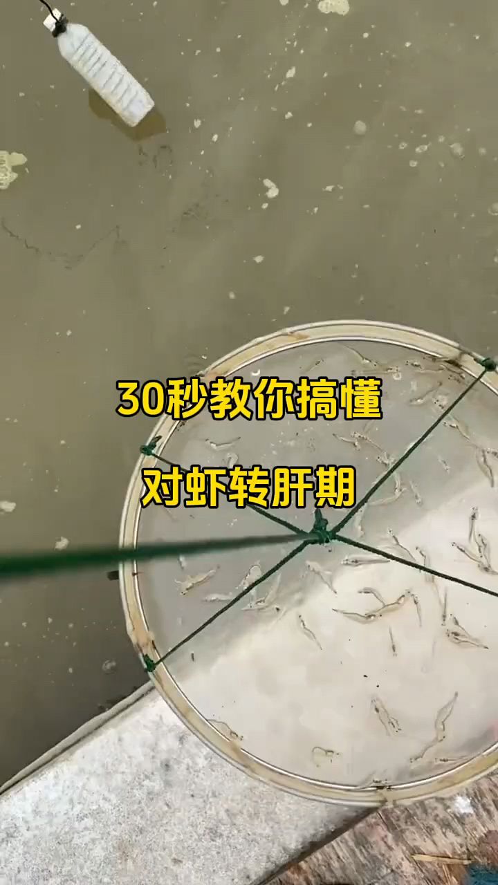 30秒教你搞懂转肝期