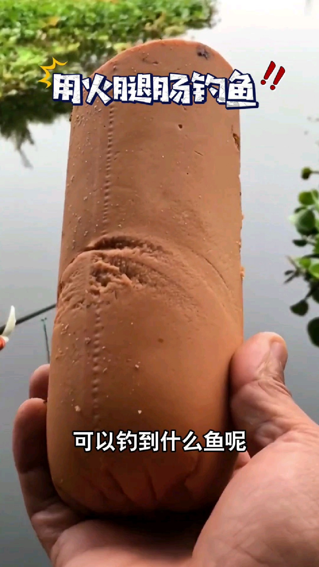 用这么大一根火腿肠可以钓到什么鱼呢?你肯定不知道火腿肠的威力