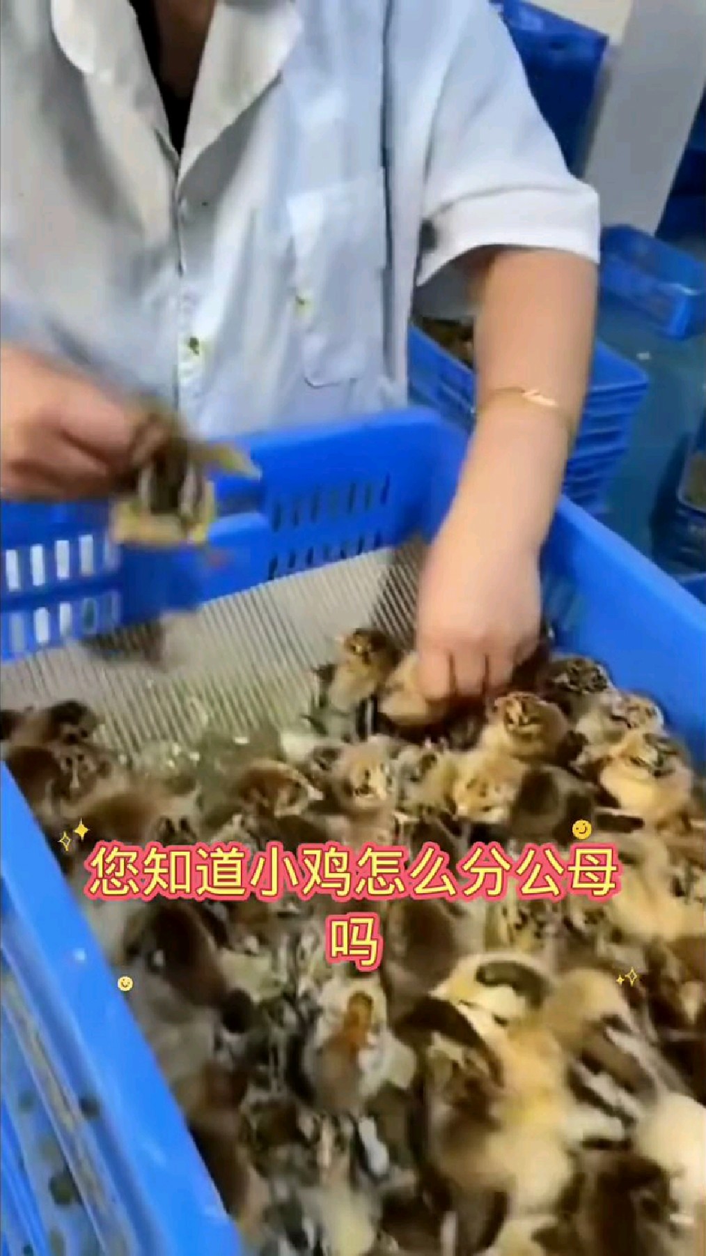 小鸡如何分公母吗