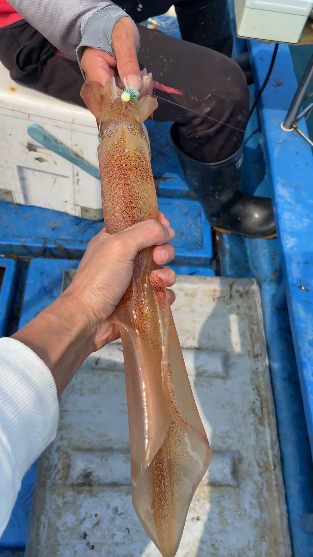 大家见过活的鱿鱼吗