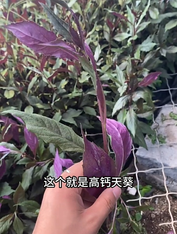紫背菜也叫观音菜,钙含量是鸡蛋3倍,种的人少很多人不认识它!