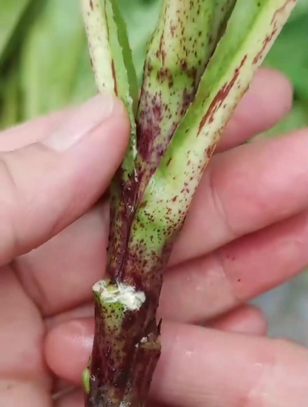 山莴苣,一种常见的野菜,它的根叫白龙头
