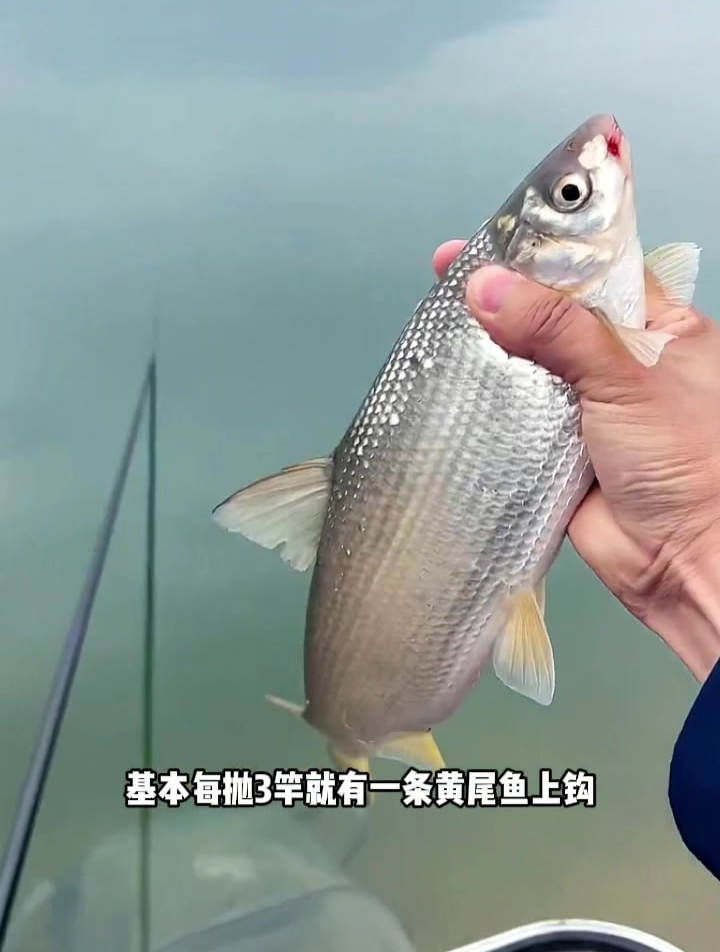 号称每抛三竿就有一条黄尾鱼上钩!这款大黄尾饵料实测是否夸大?