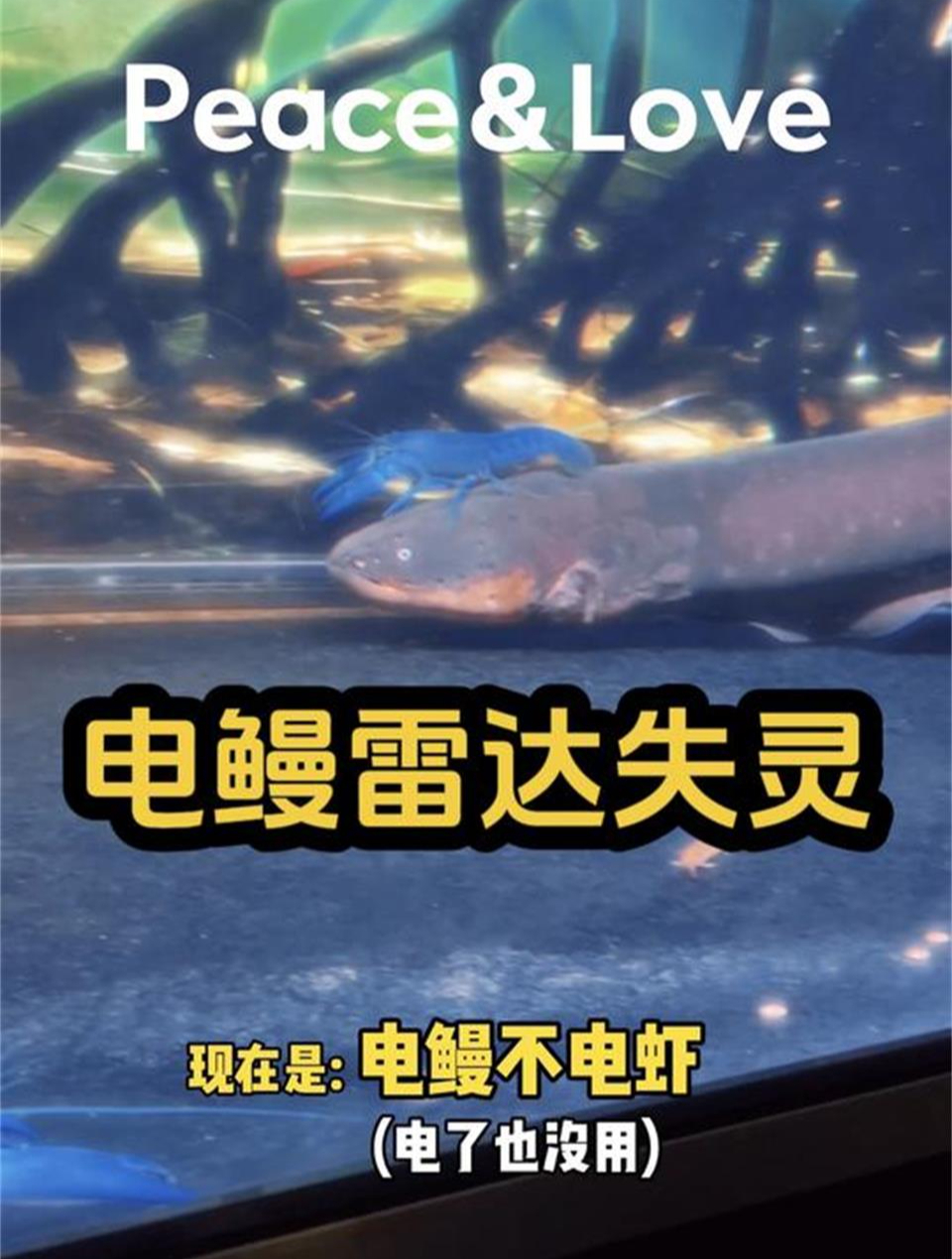 电鳗混养龙虾竟导致电场紊乱 电鳗出意外……猫和守宫又作妖!