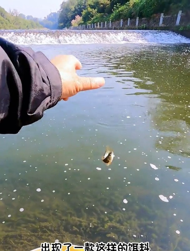 面筋饵专用于钓溪流石斑马口鱼,但90%钓友用法错误!