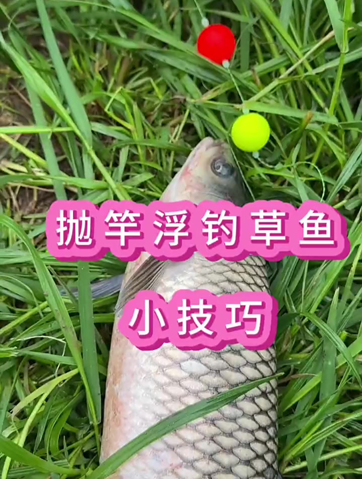 抛竿浮钓草鱼小技巧,逆光反光也能看清吃口!