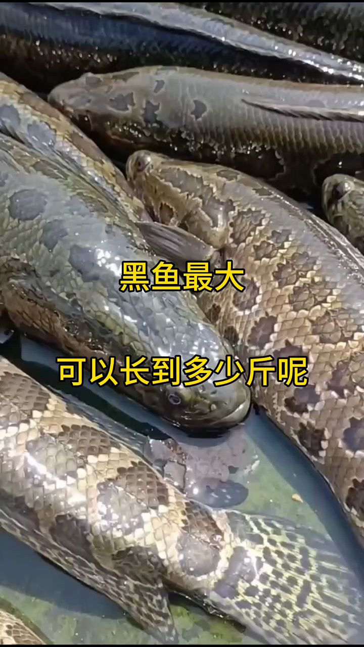 黑鱼最大可以长多大
