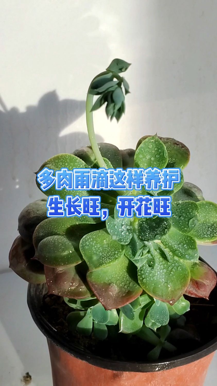 多肉雨滴这样养护生长旺,开花旺