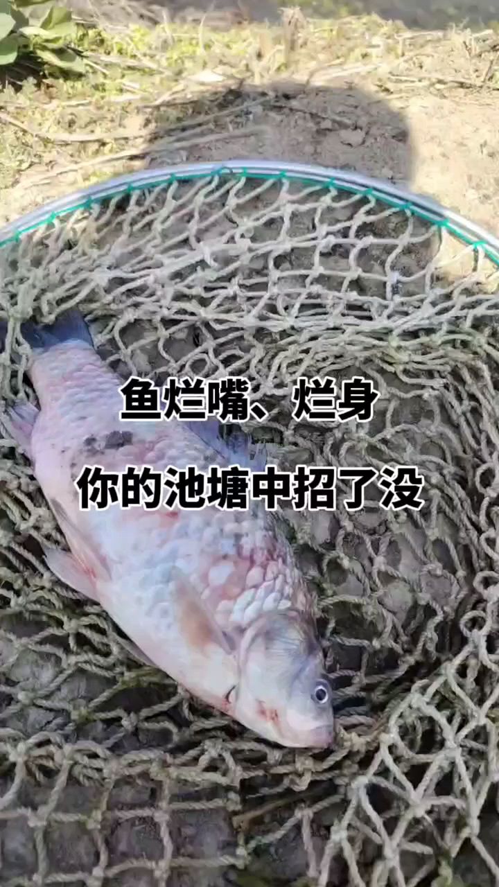 鱼烂身烂鳃,你池塘中招了吗