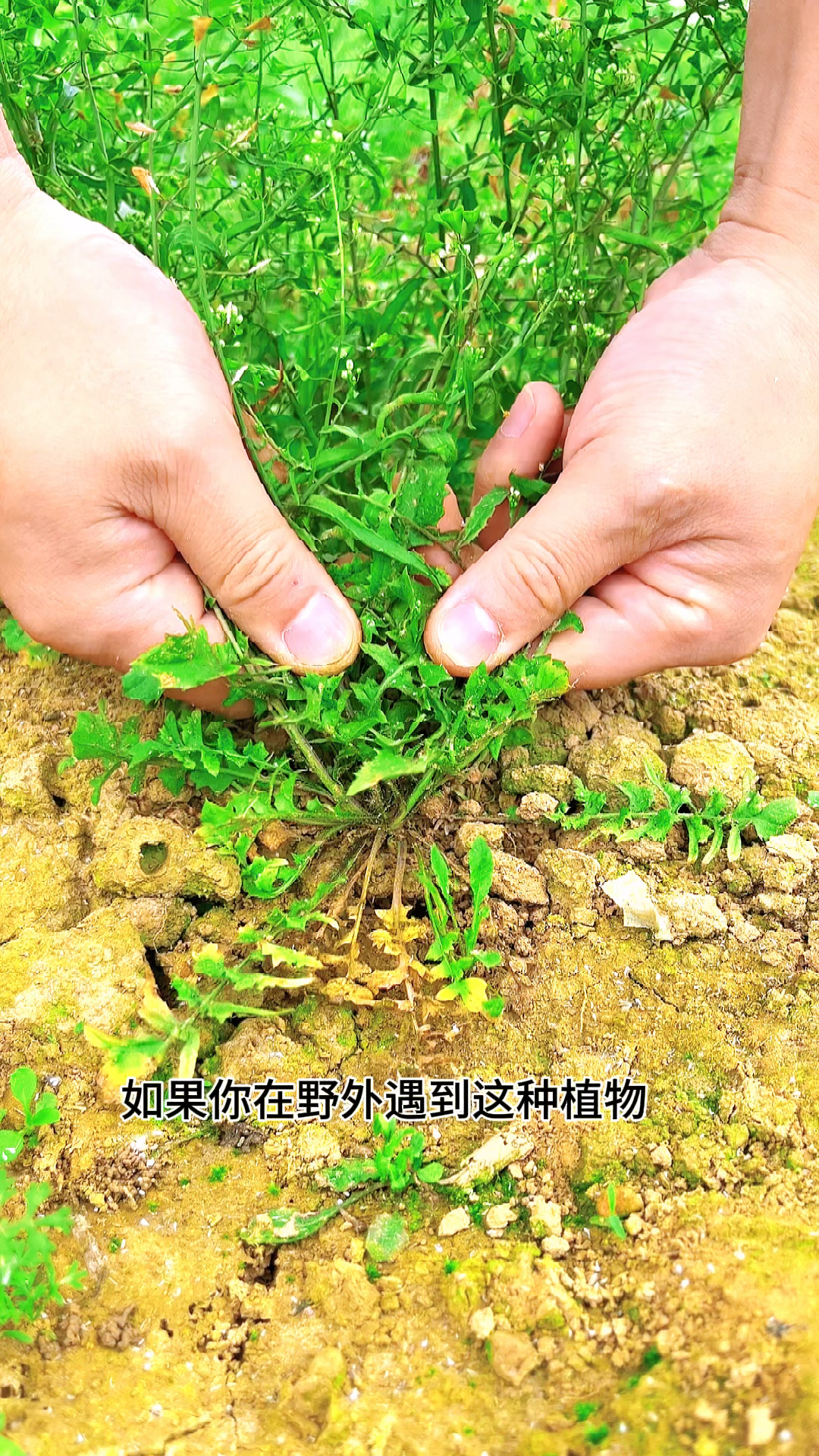 农村路边的荠菜遇到挖点回家