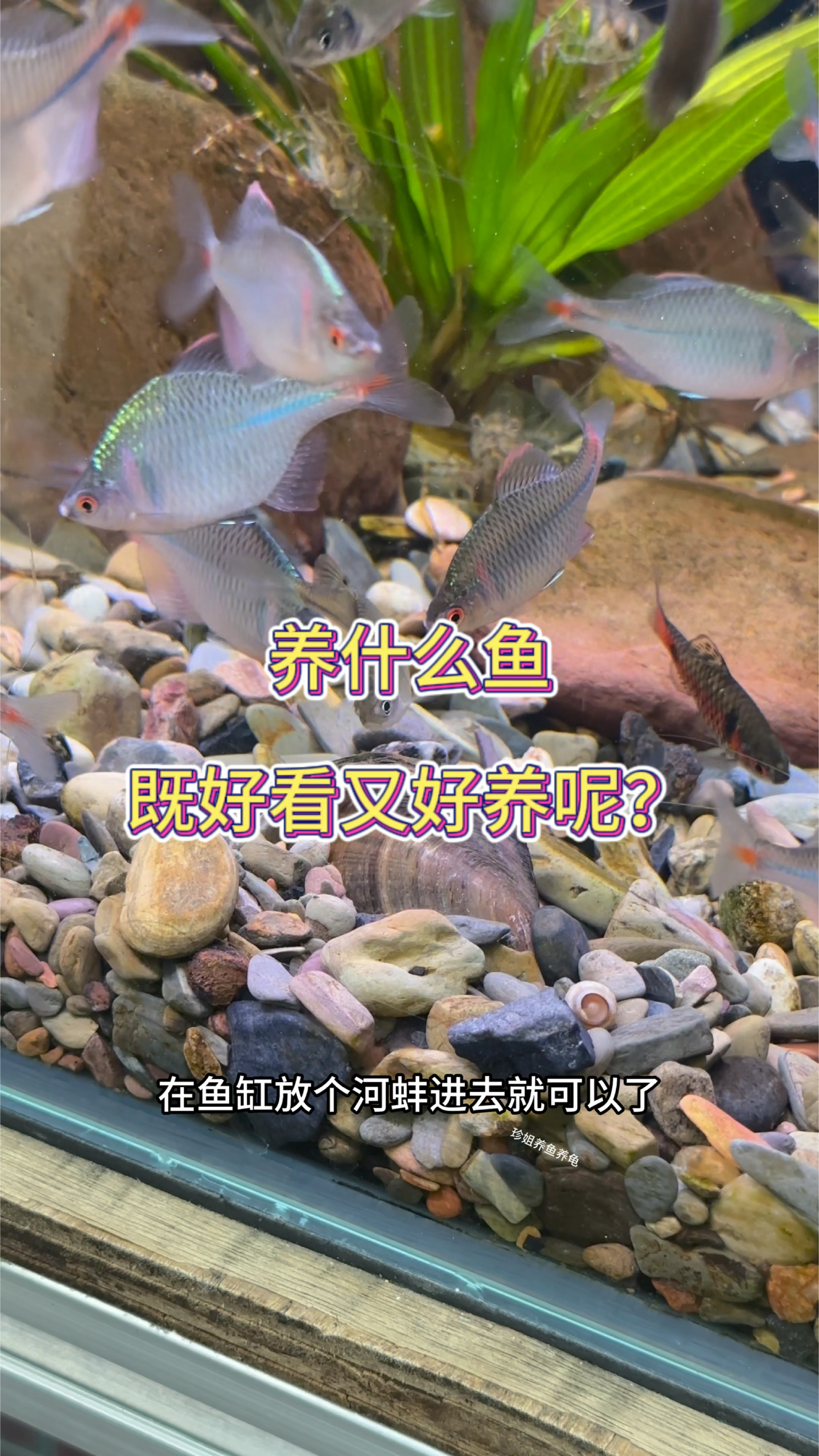 养什么鱼既好看又好养呢?我肯定优先推荐鳑鲏鱼。