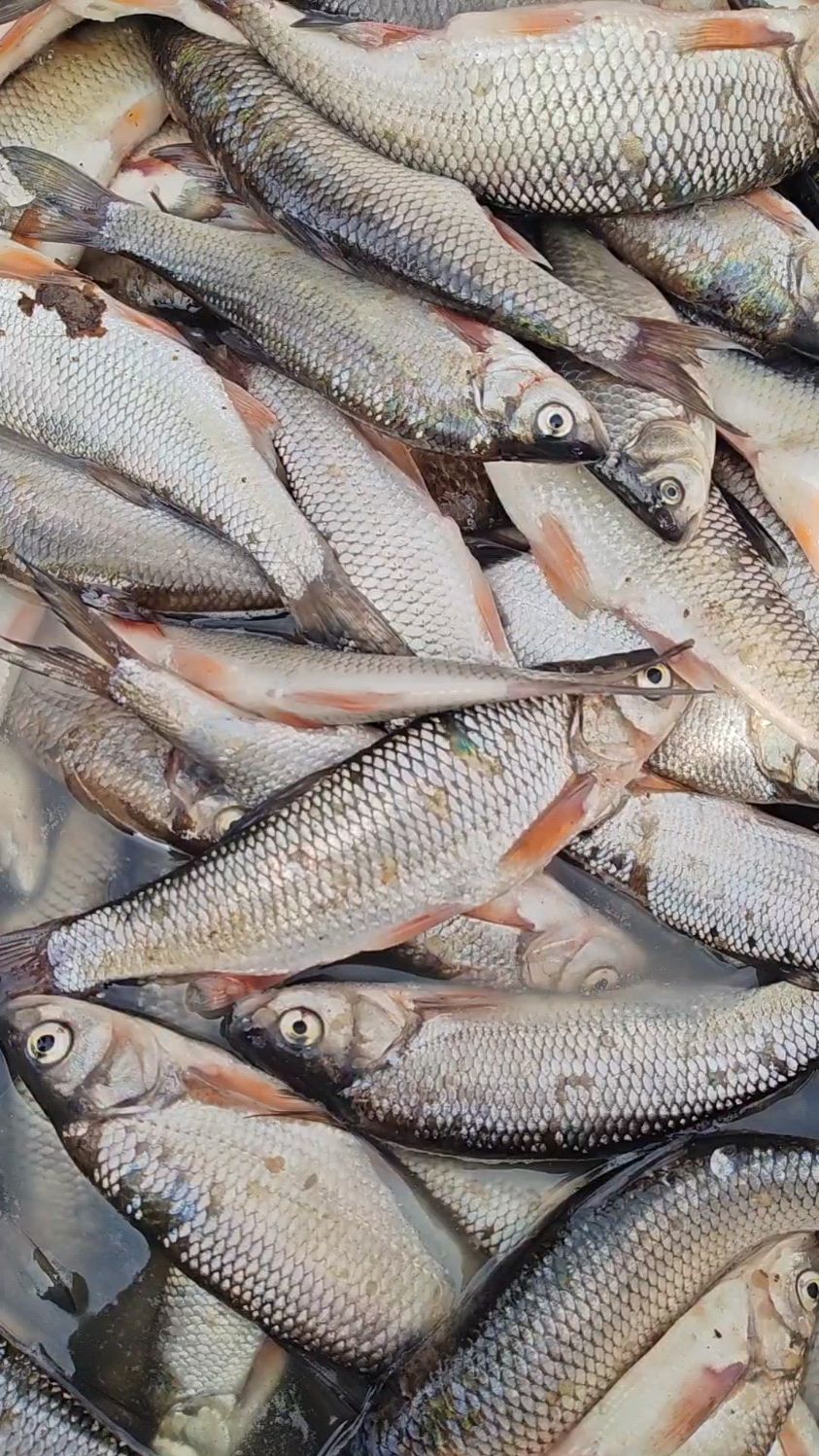 东北松花江开江鱼,三花五罗鸭罗鱼嘎嘎新鲜,炖着吃煎着吃嗷嗷香