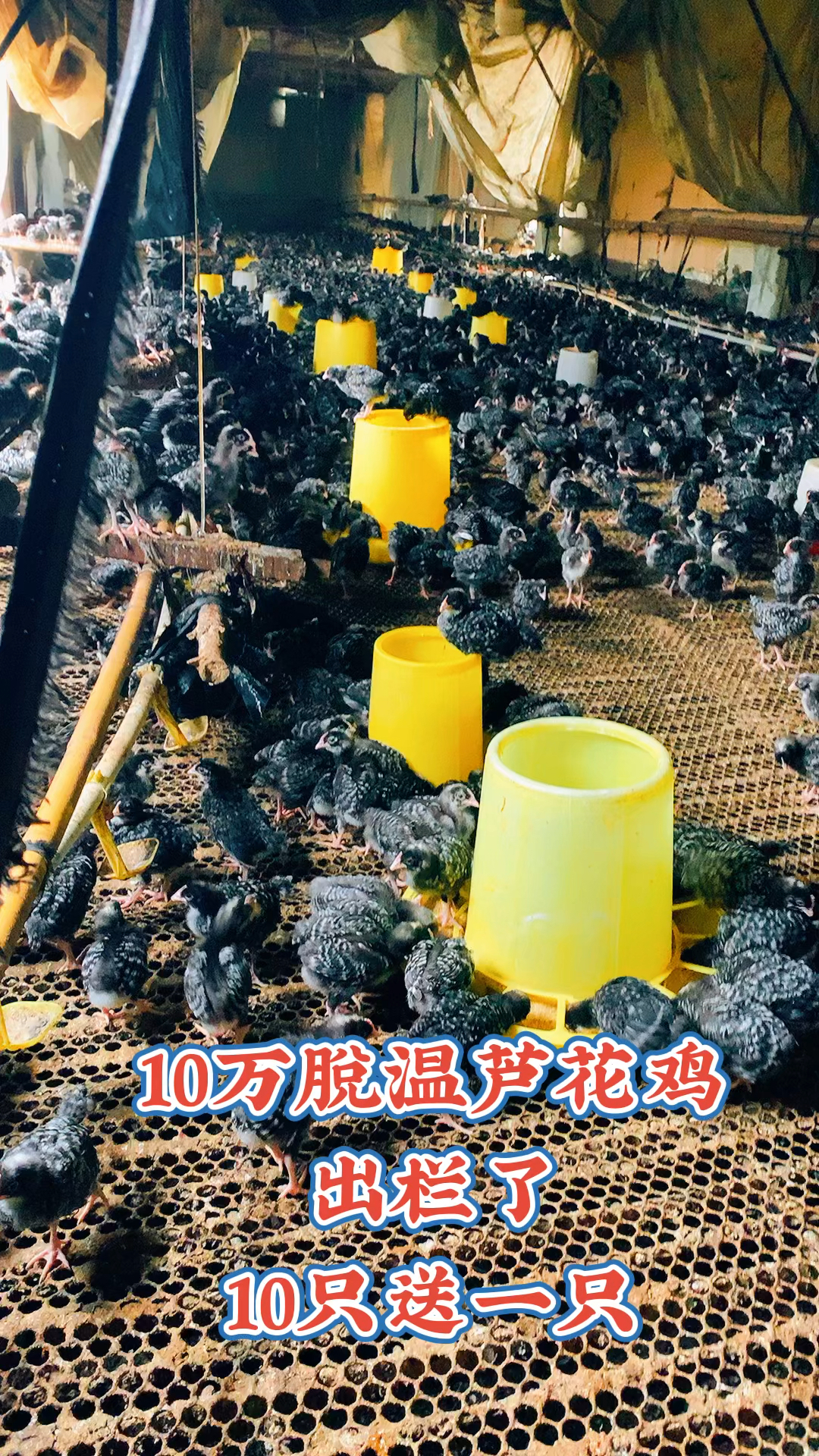 脱温芦花鸡苗养殖,青年芦花鸡多少钱一只