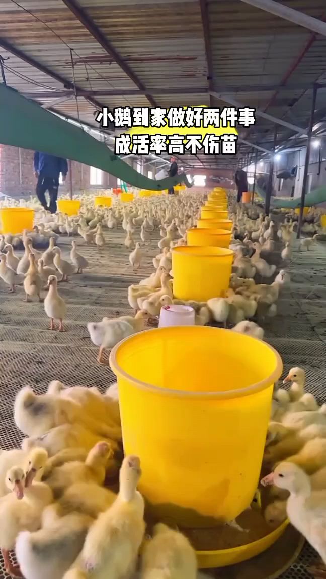 小鸡小鹅到家怎么喂