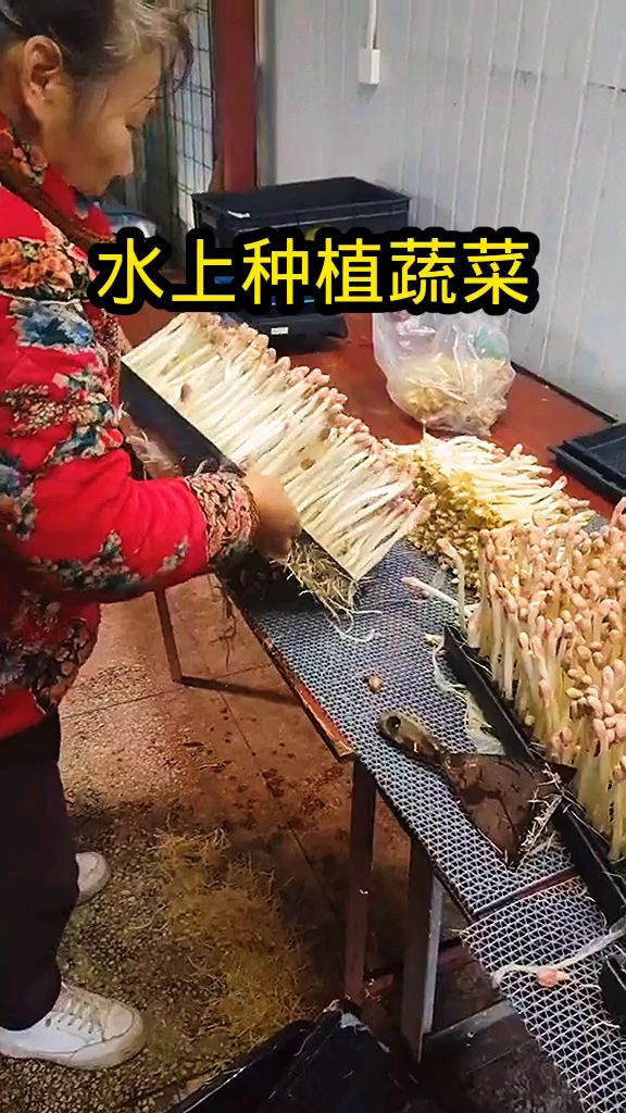 水上种植蔬菜,厉害