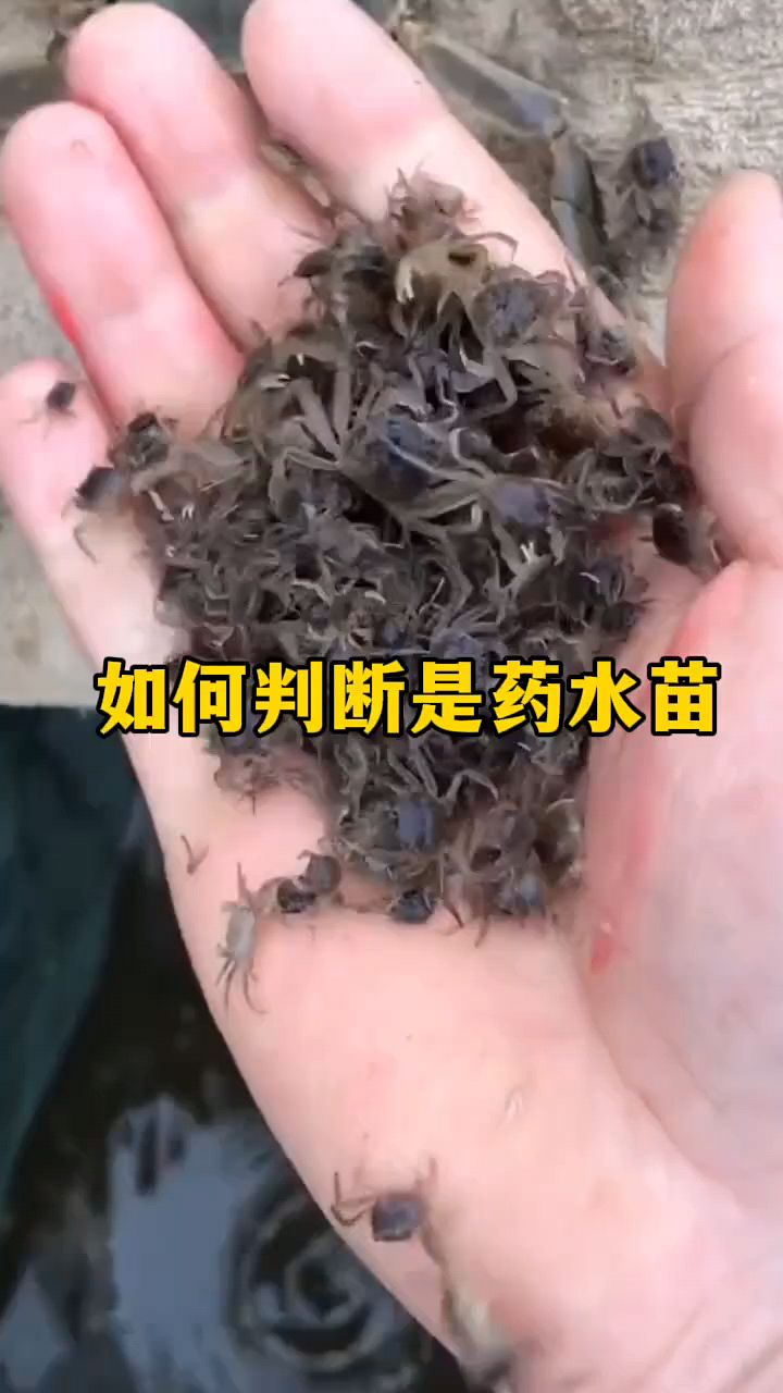 如何判断螃蟹是不是药水苗