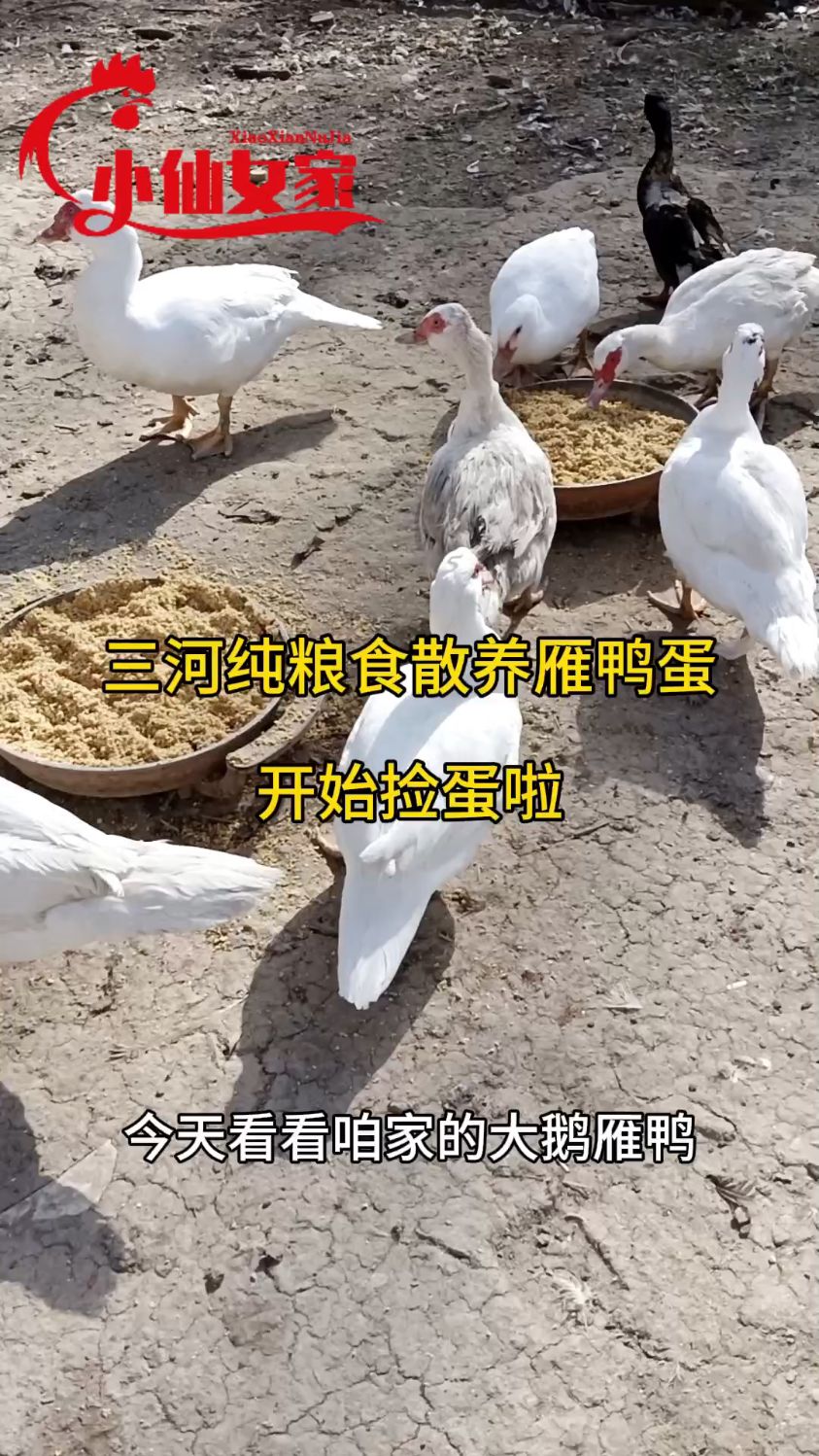 三河纯粮食散养雁鸭蛋,腌咸鸭蛋吃特别好
