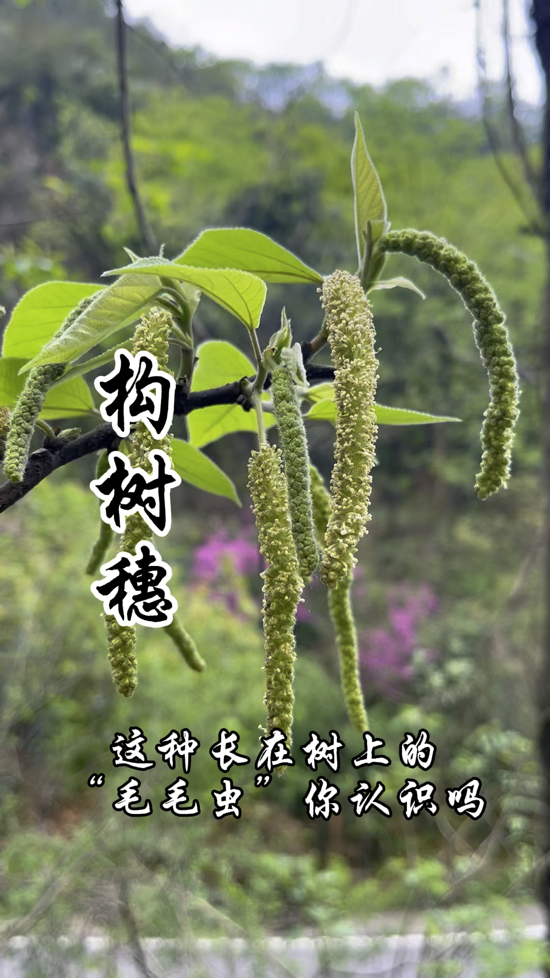 构树穗,一种长在树上的野菜!