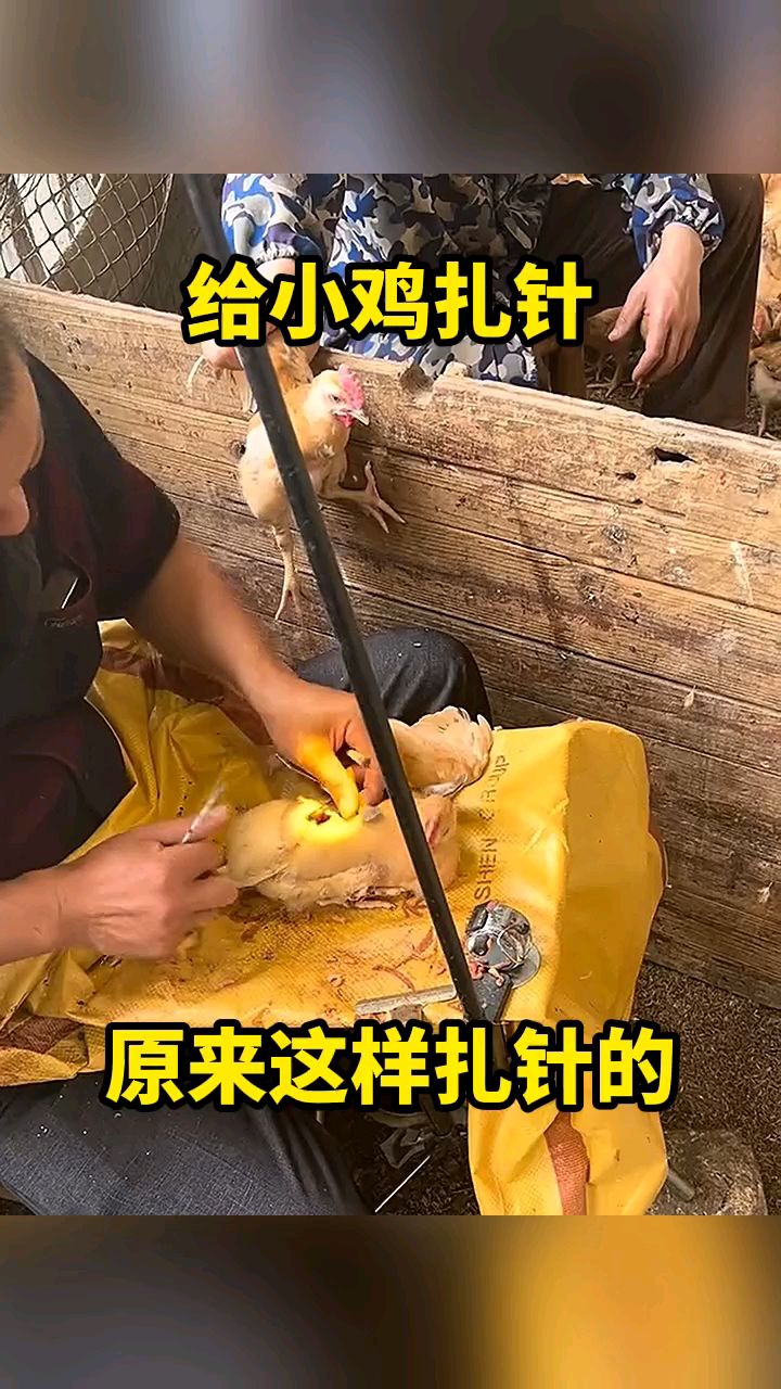 给小鸡扎针,原来这样扎的!