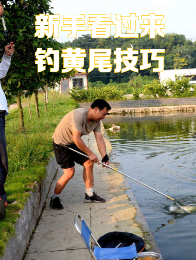 钓黄尾的爆护技巧分享,如果你不知道,一定要看完!