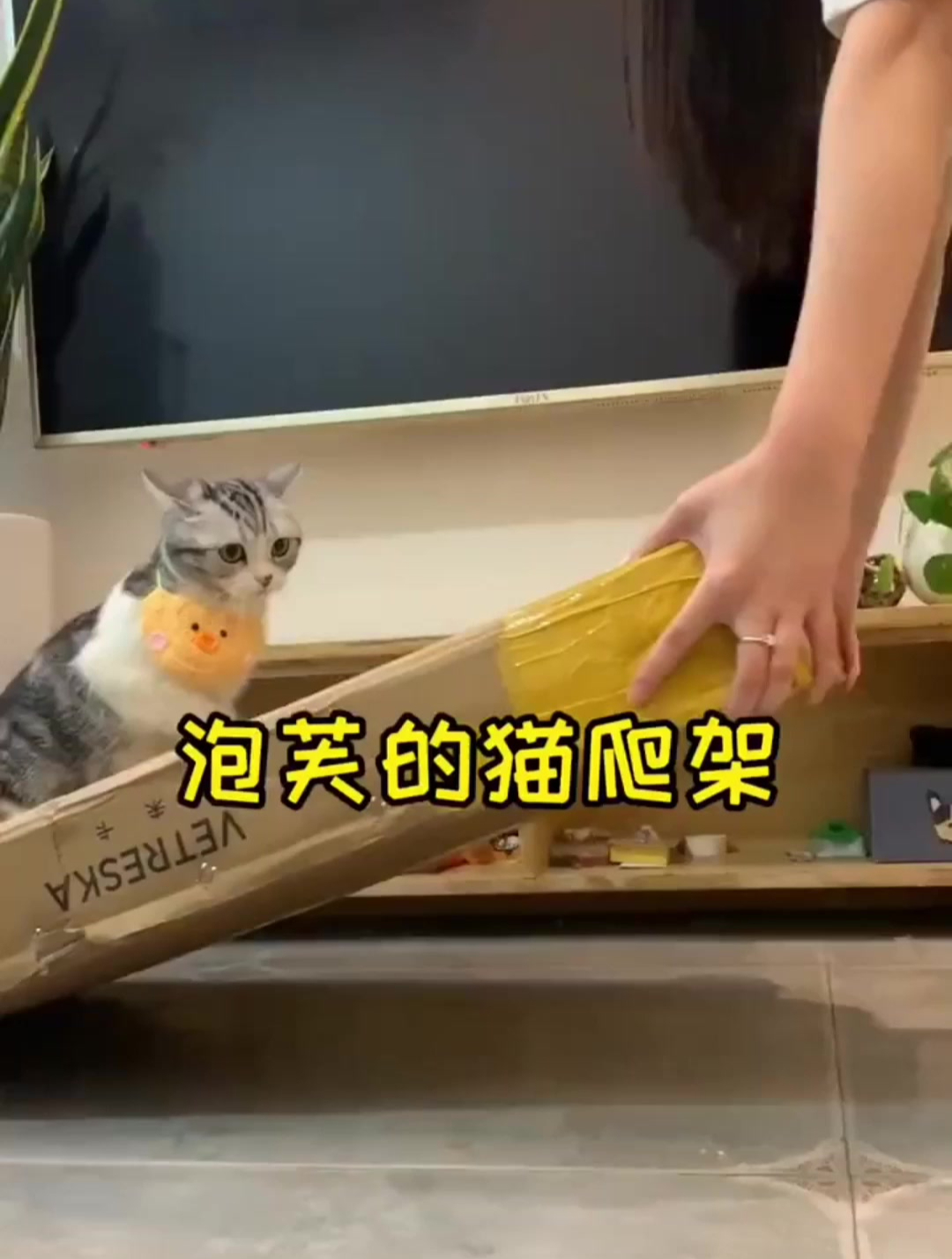 泡芙喵生的第一个猫爬架,专属仙人掌