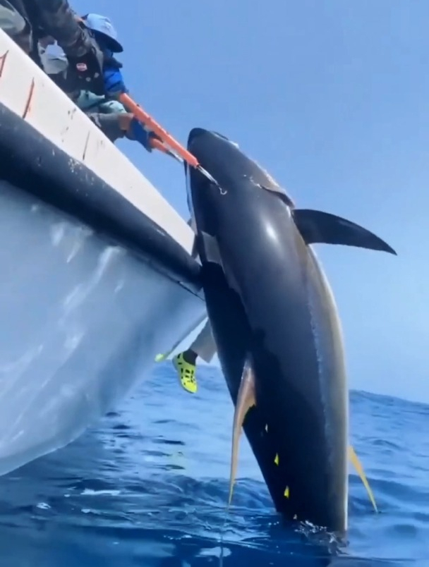 钓大型海鱼到底有多瘾?根本停不下来!