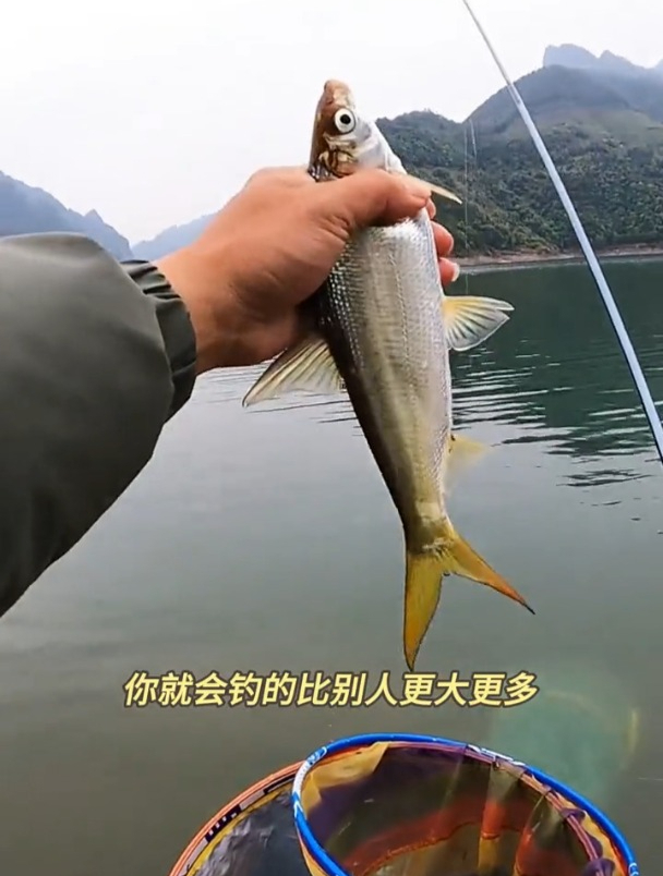 钓黄尾该用什么饵料?老钓手提醒:牢记这几点就够了!