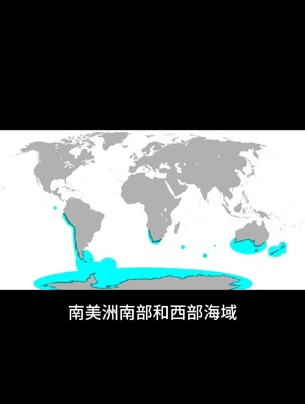 野生企鹅分布在哪些地方?赤道上也有企鹅