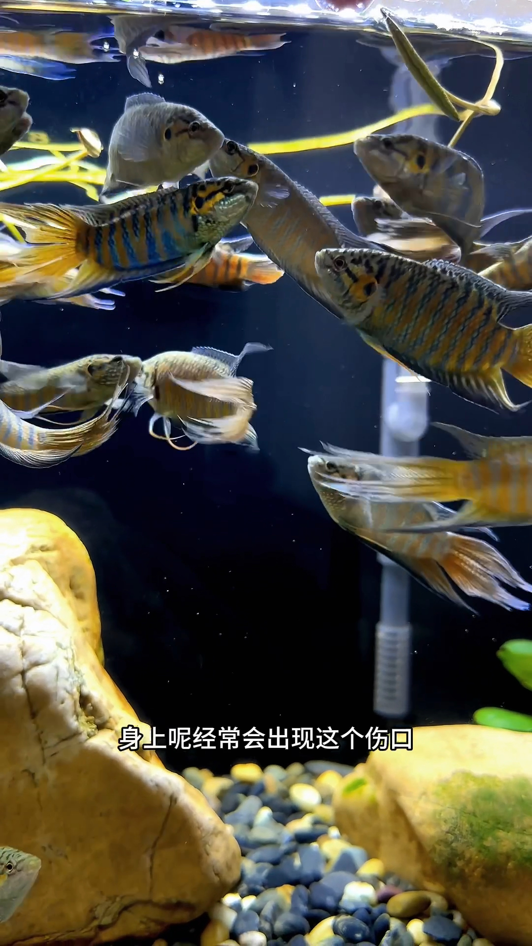 斗鱼得了水霉怎么治疗?