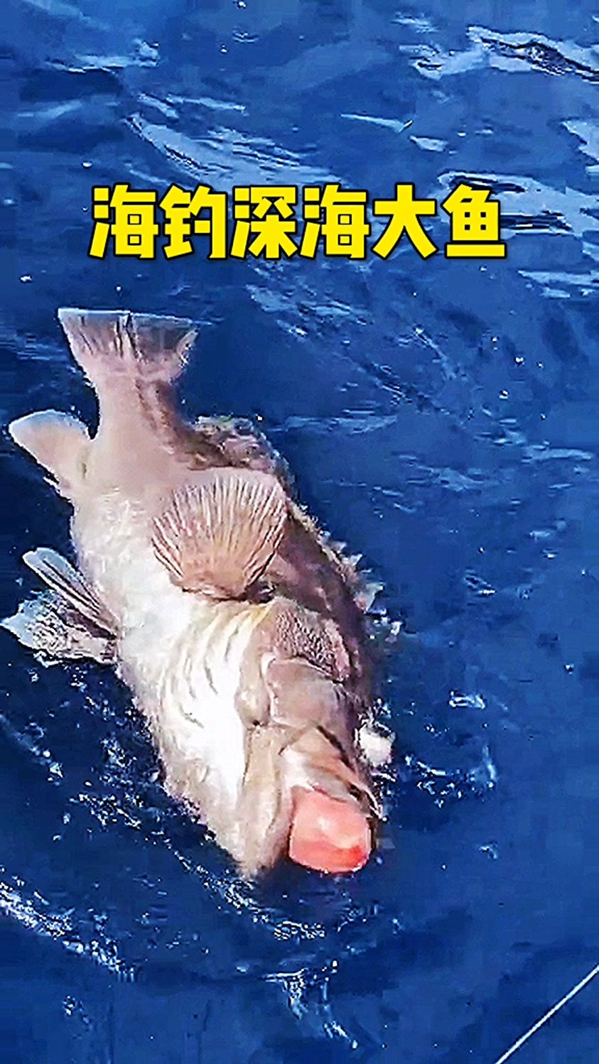 海钓深海大鱼,看着有点吓人