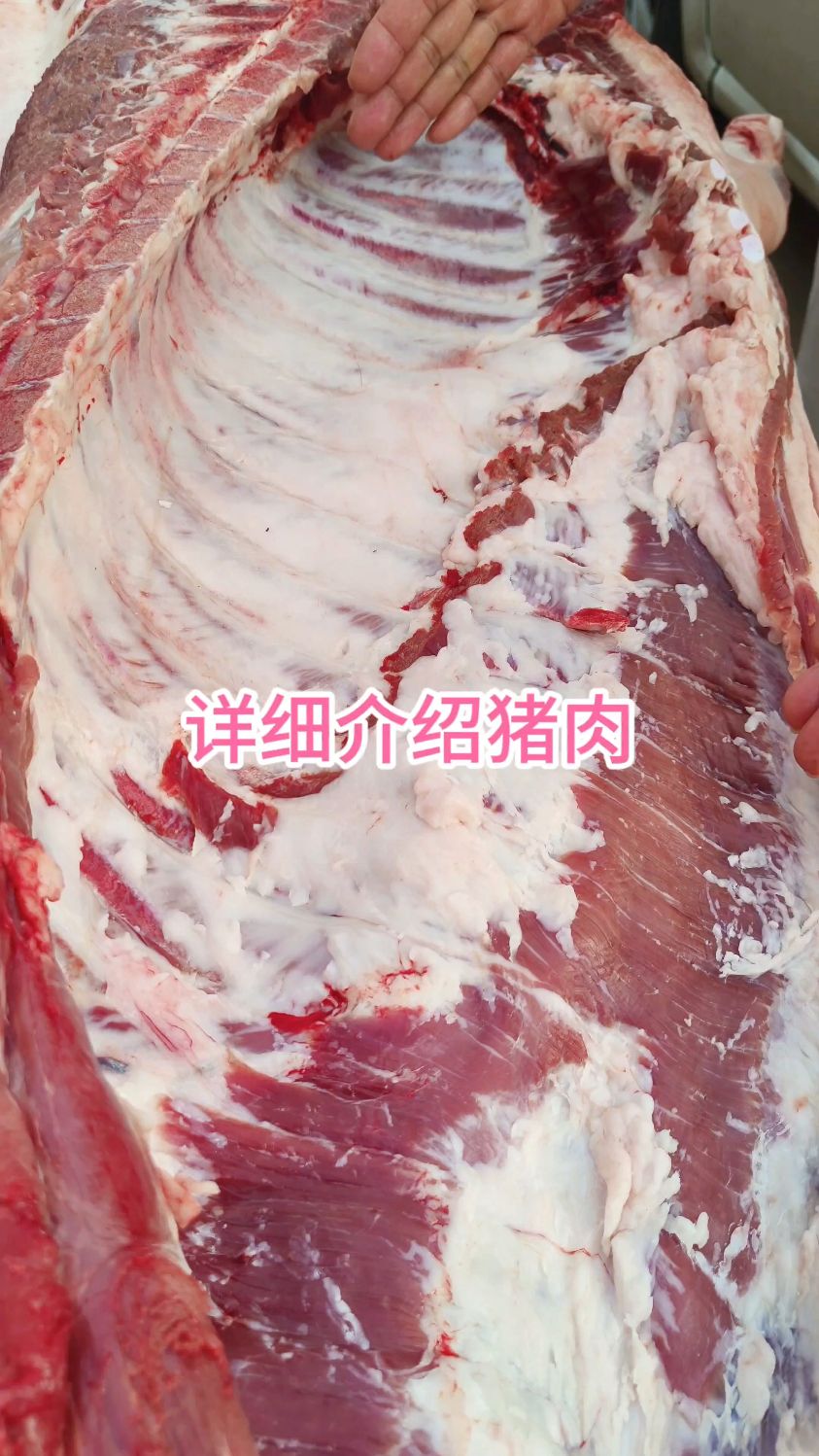 详细介绍一下猪肉
