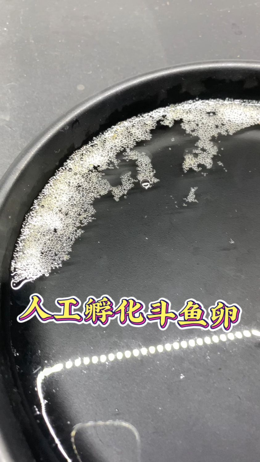 公鱼不靠不住,又要被迫人工孵化鱼卵了～