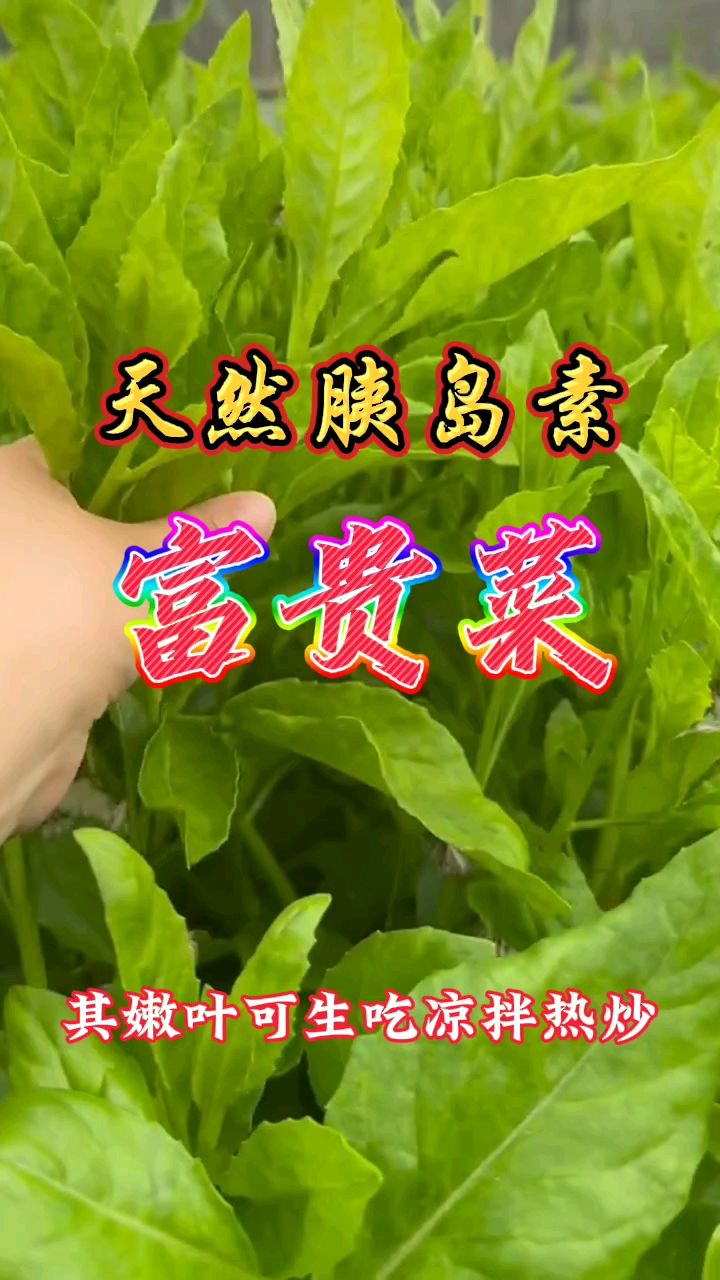 富贵菜又名明月草,天然胰岛素,对付糖人有一手