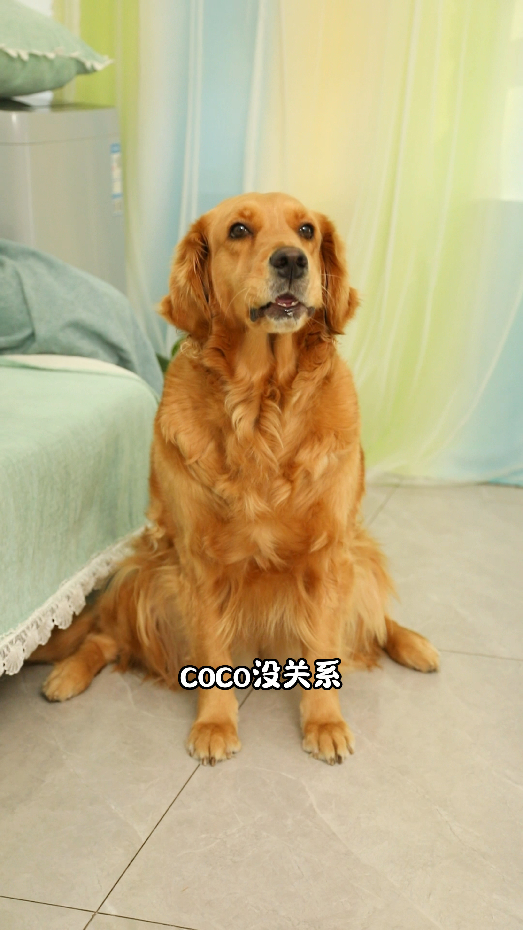 奶茶是个善良的好妹妹