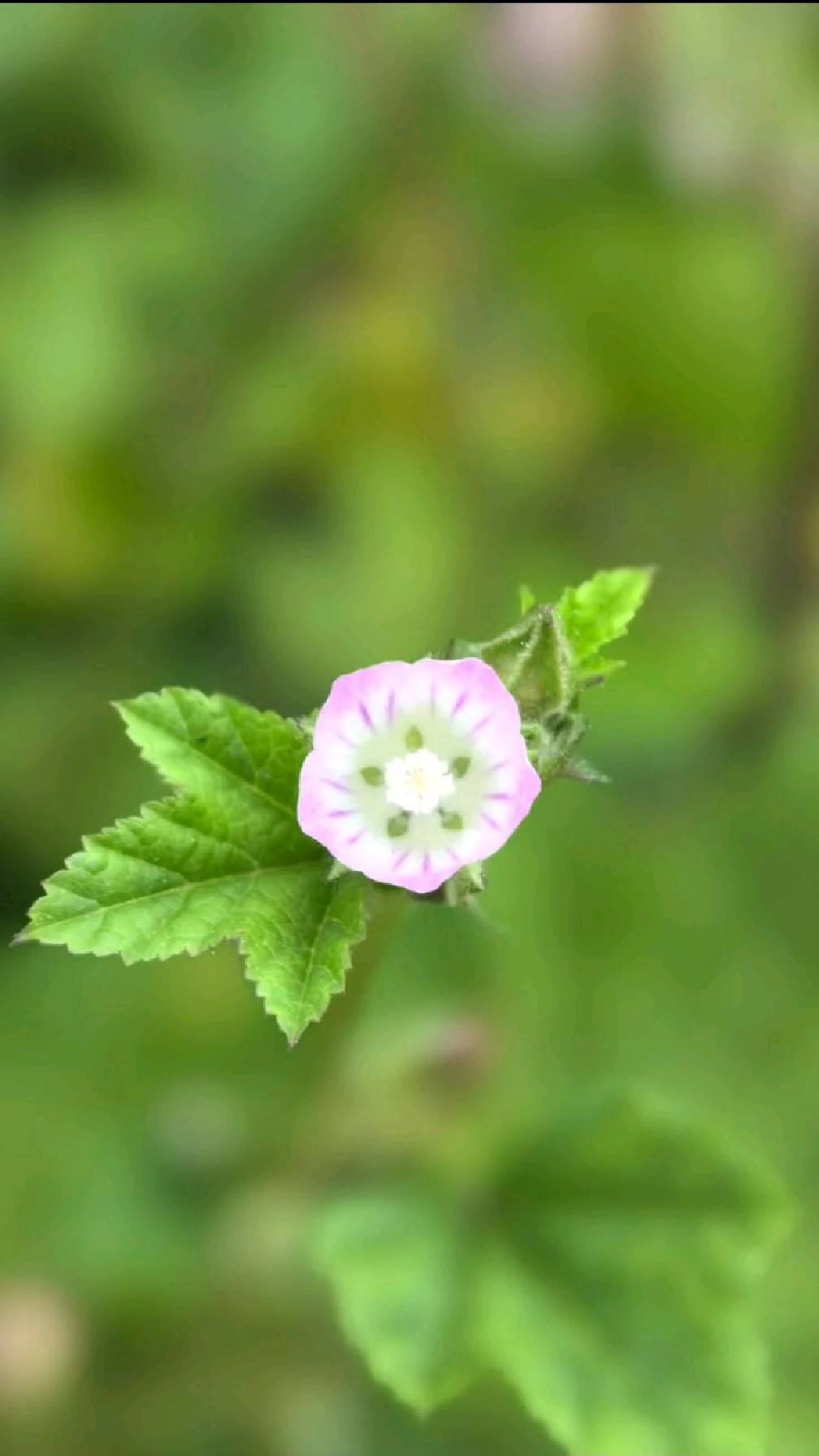 冬寒菜花花#万物生长 #记录身边好春光 #总有一朵花属于你的春天 #乡野田间