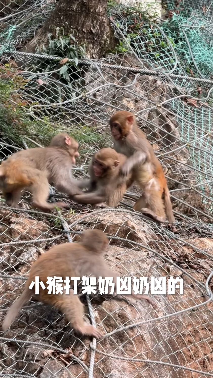 小猴子打架奶凶奶凶的。