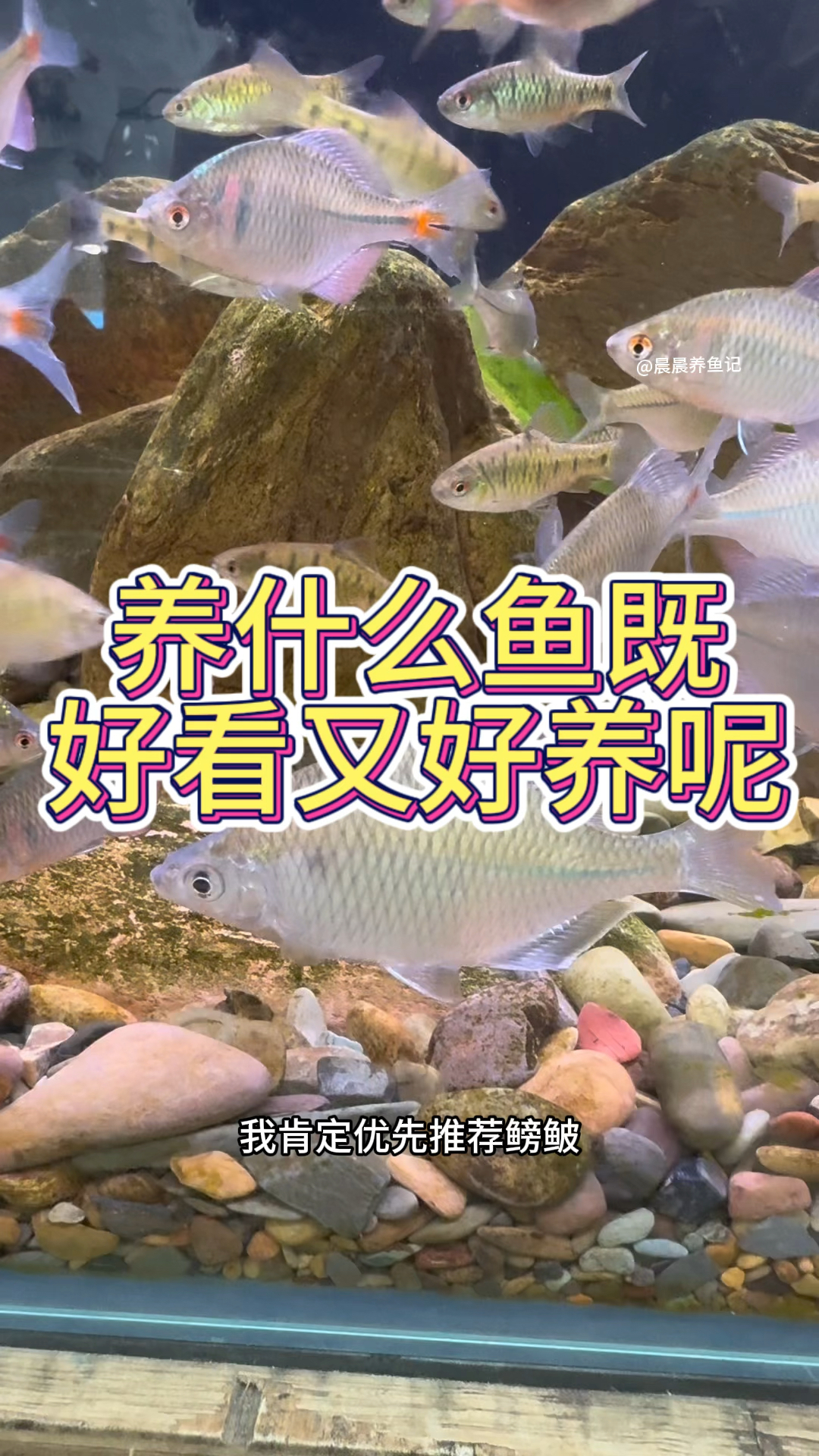养什么鱼既好看又好养呢