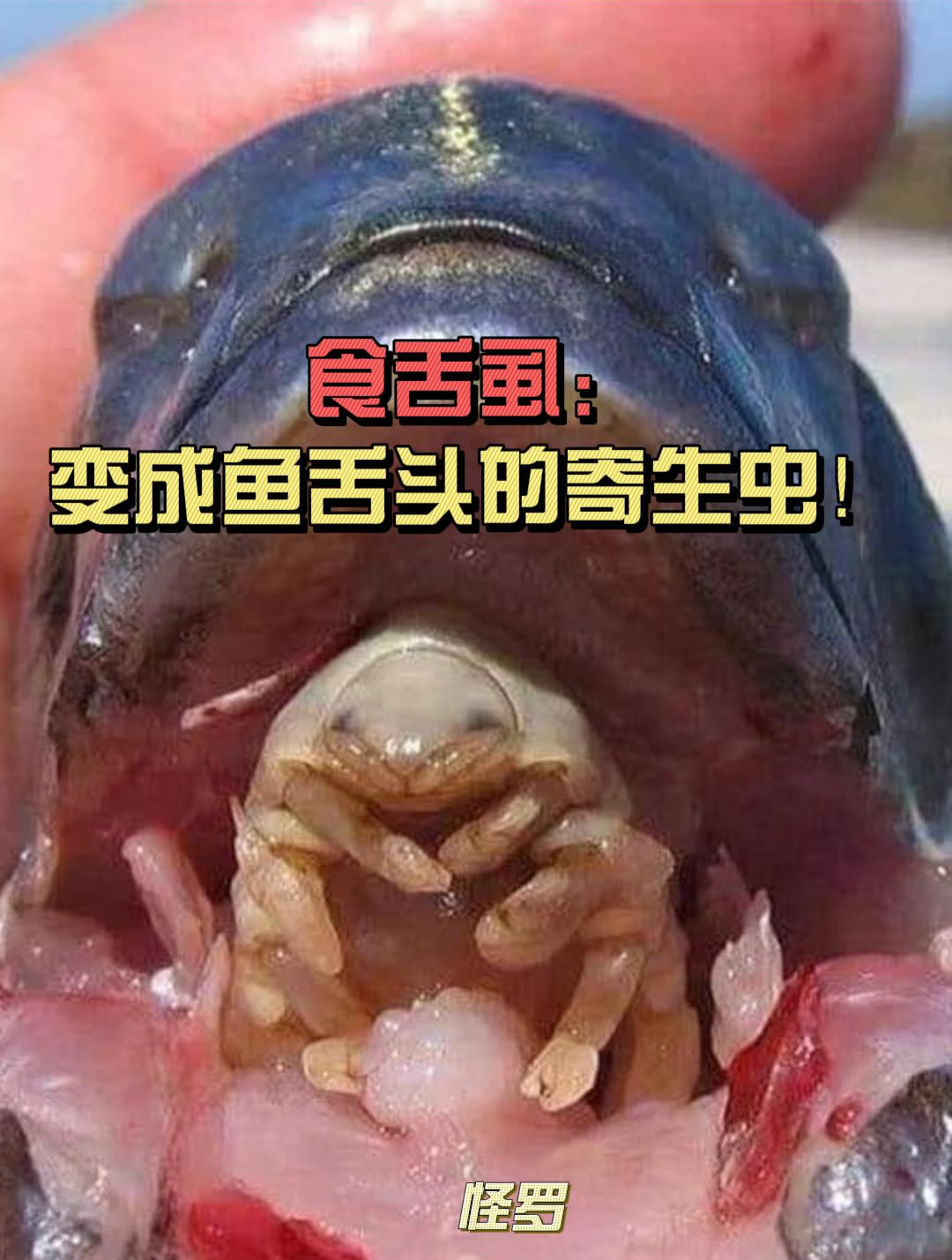 能够取代宿主器官的寄生虫,“吃掉”宿主舌头,然后变成舌头