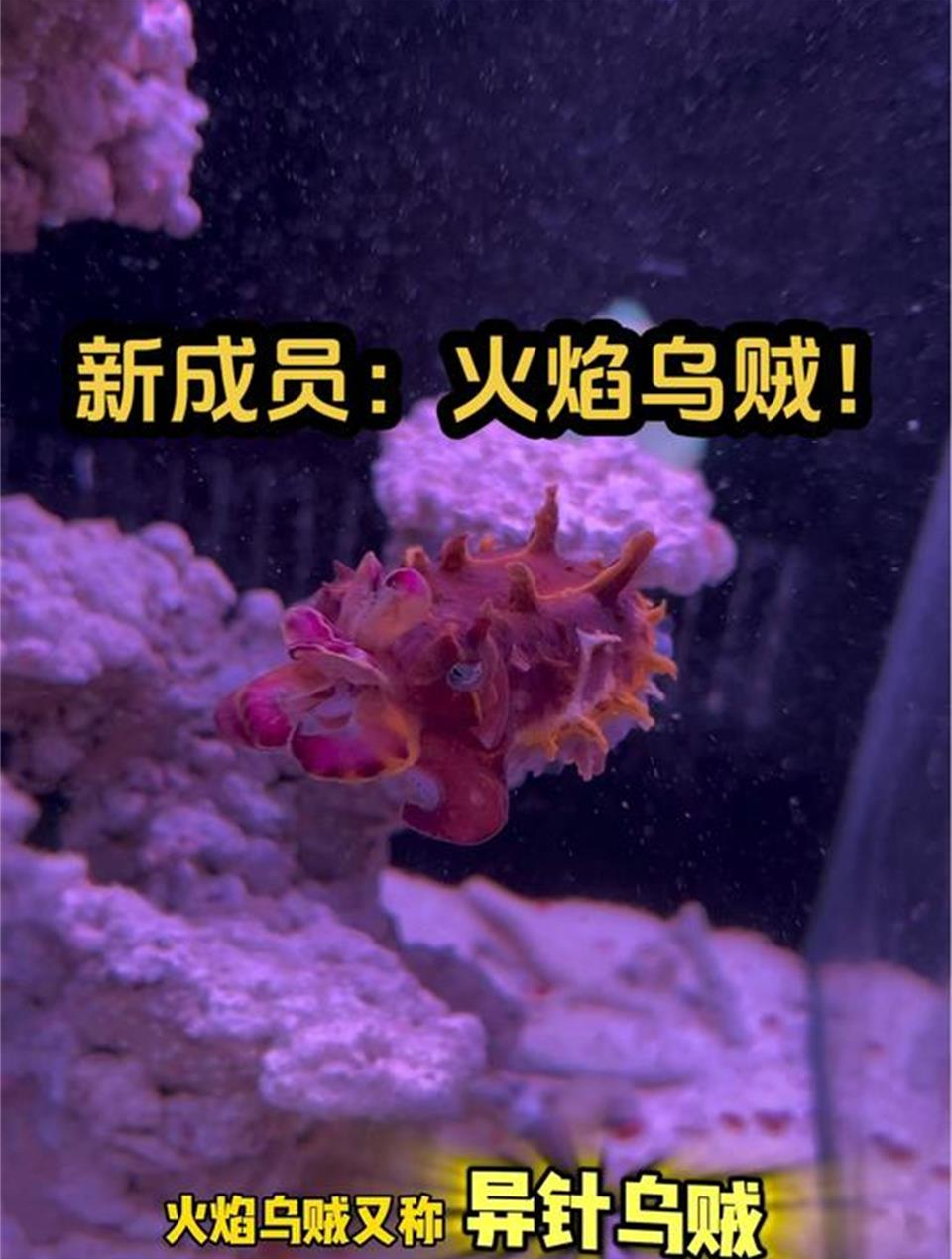 跟蓝环章鱼同级别毒性的火焰乌贼终于到啦!