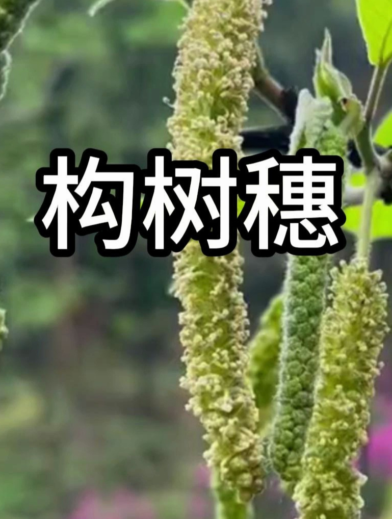 树上“毛毛虫”成新宠!春季野菜界的黑马,你敢尝鲜吗?