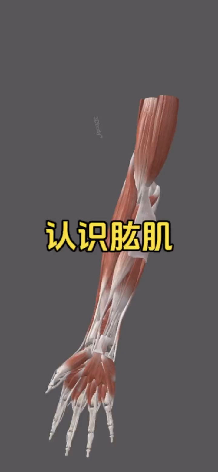 认识手臂肌肉之肱肌!