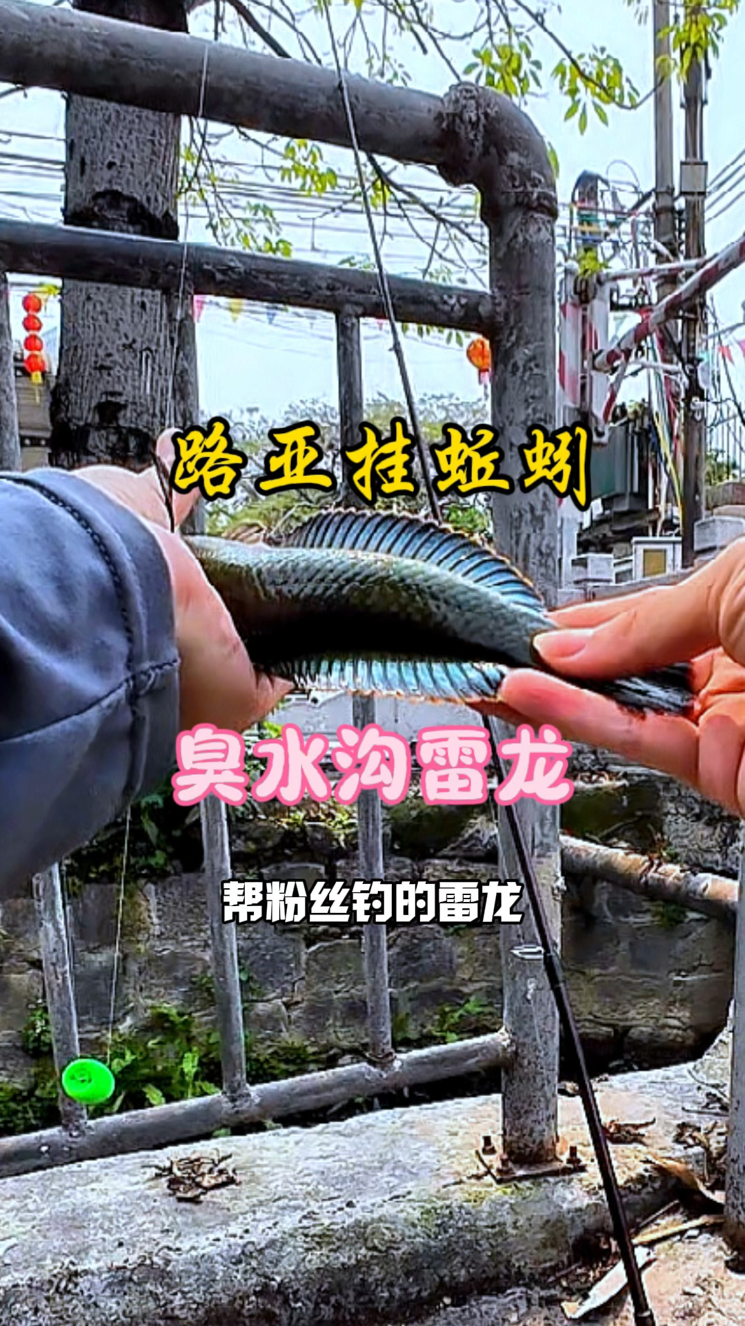 臭水沟蚯蚓钓雷龙、漂亮的观赏鱼