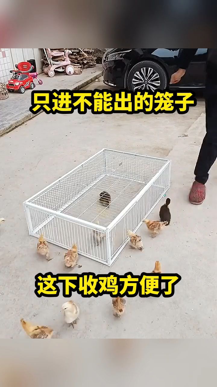 只进不出的鸡笼子!