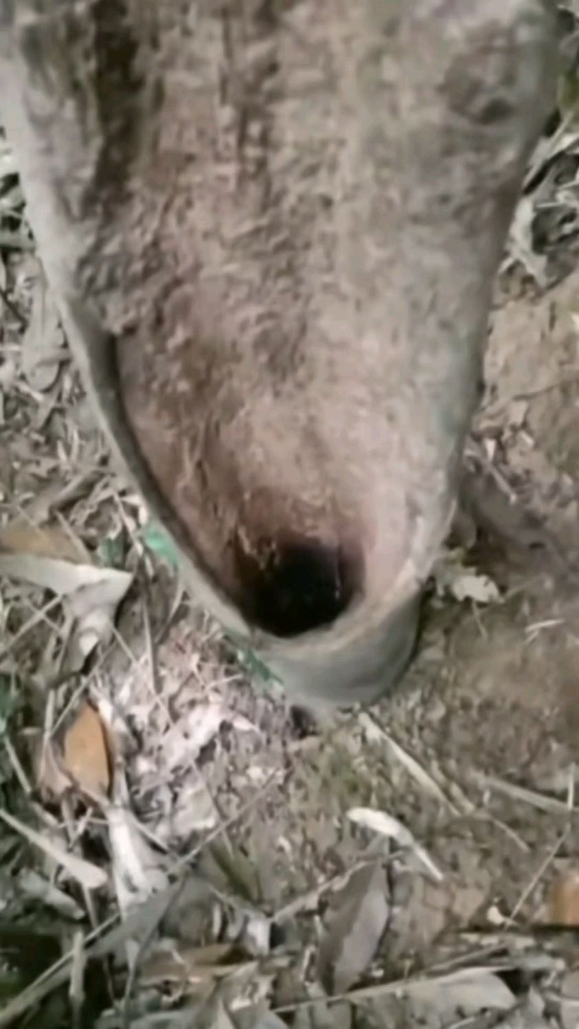 沉香科普|鸡骨香|降真香