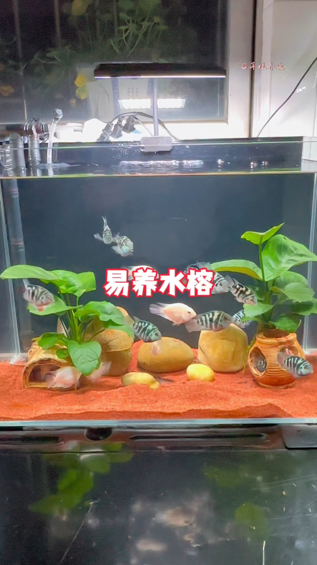定置水榕既给鱼缸增加颜值又给迷你鹦鹉鱼提供躲避简直一举两得