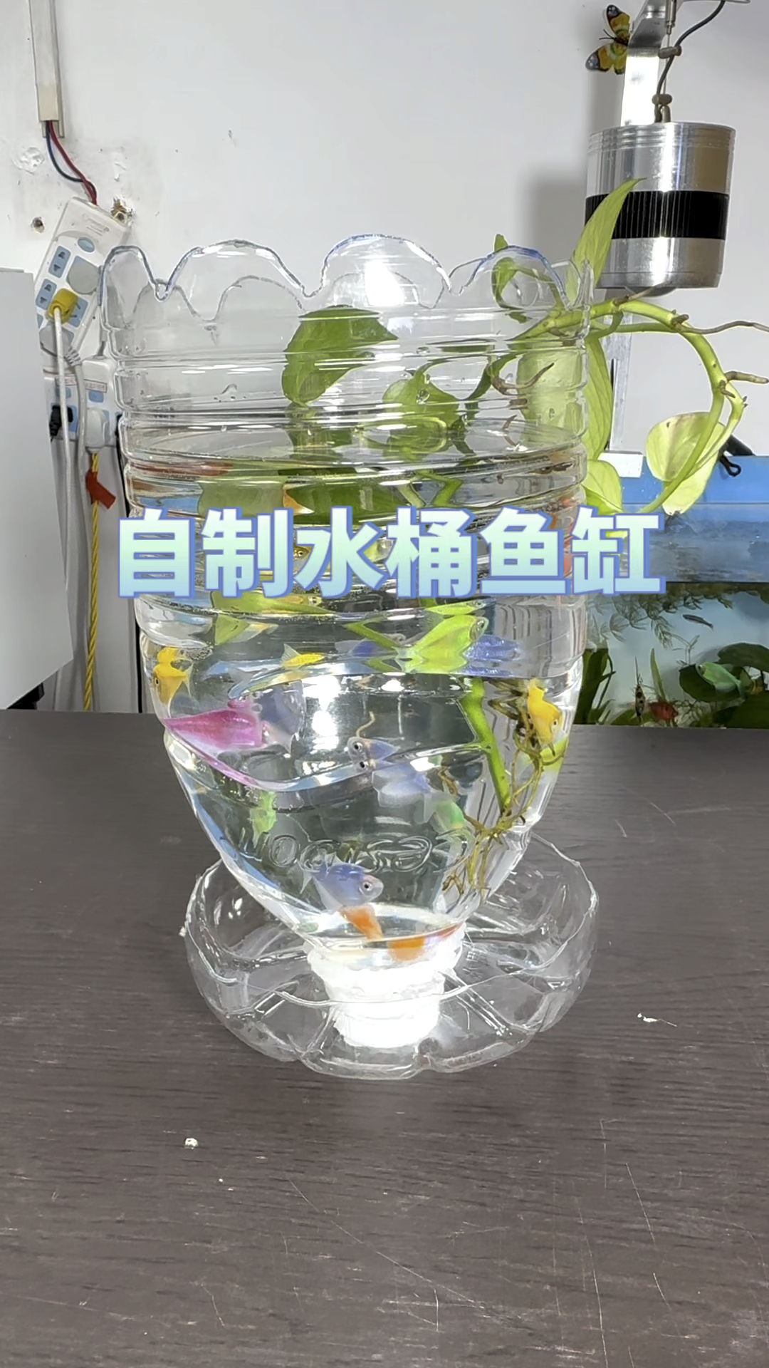 自制水桶鱼缸,家里喝完水的瓶子不要扔,拿来做水桶鱼缸#水族#观赏鱼#养鱼日记