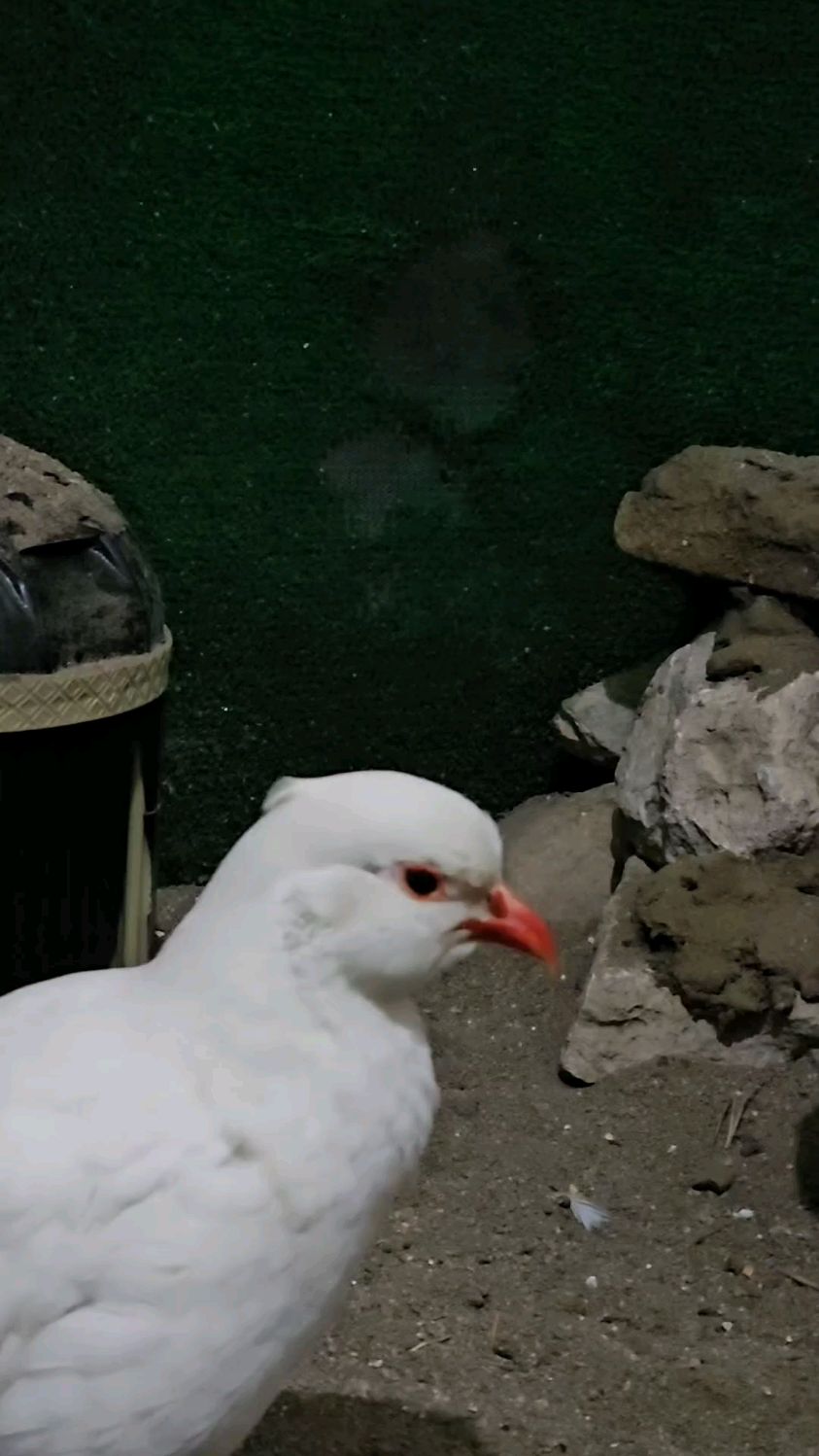 白化石鸡美国鹧鸪