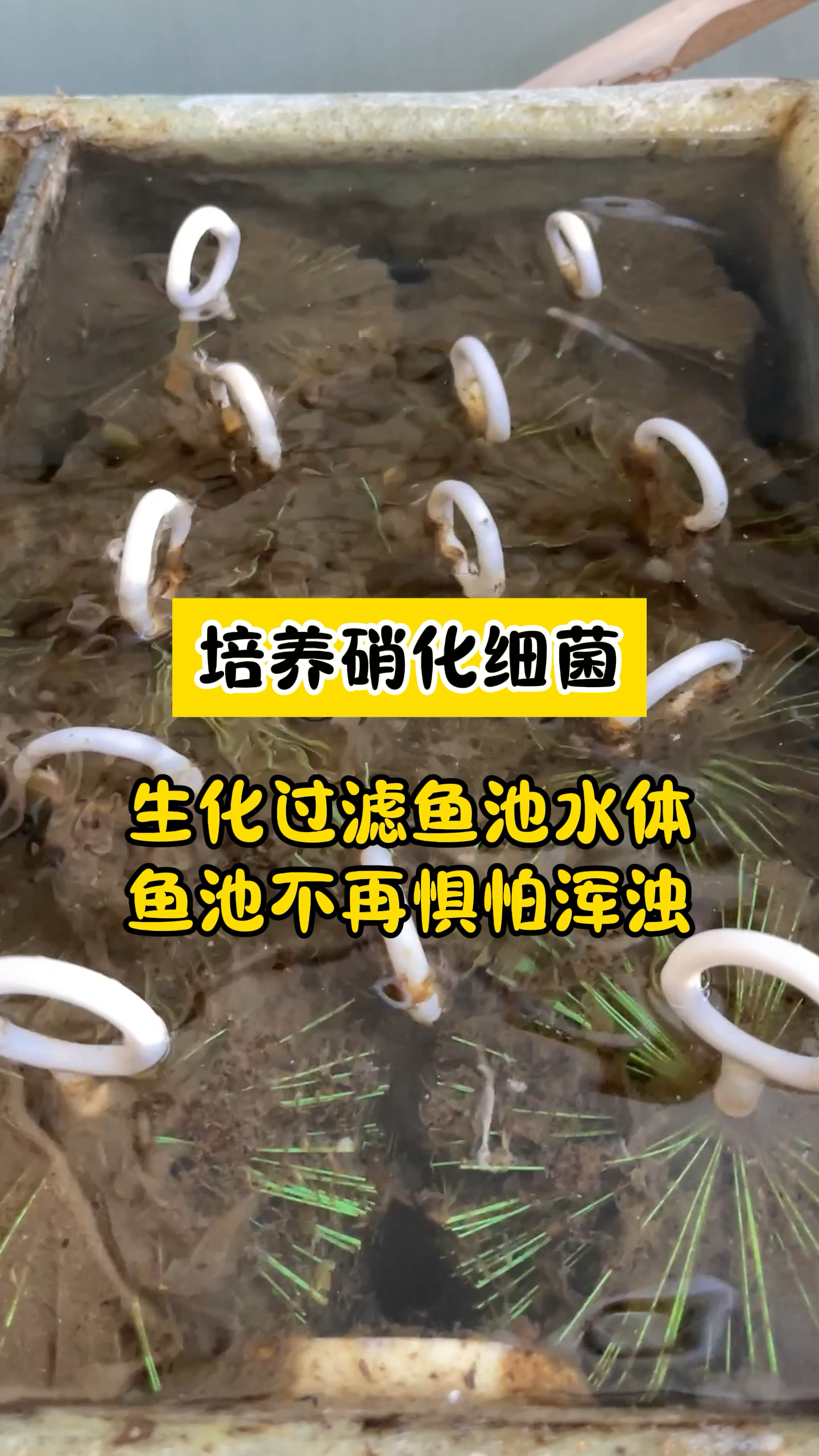 鱼友们拥有一台外置鱼池过滤器是什么体验?