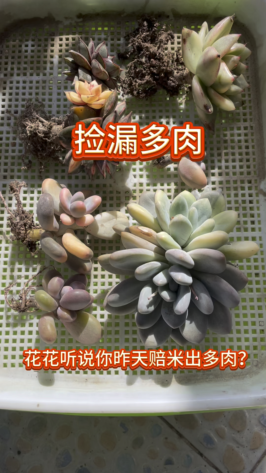天台不租了,家里多肉锦含泪处理#多肉植物 #大连同城 #韩国多肉锦