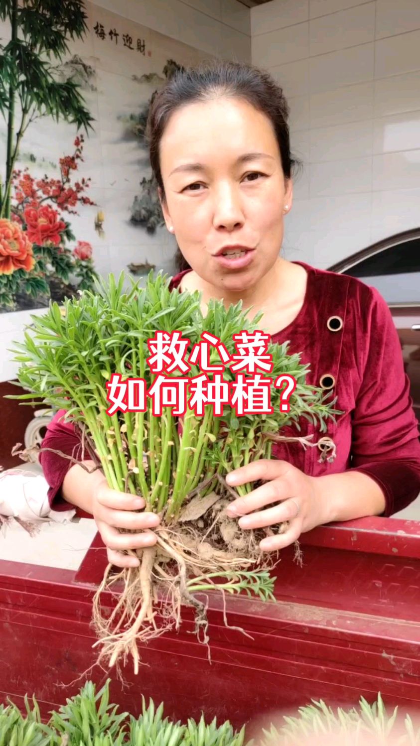 救心菜养心又补钙,如何种植?30秒了解一下